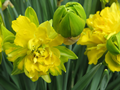 Wild Double Daffodil, Pseudonarcissus Va 